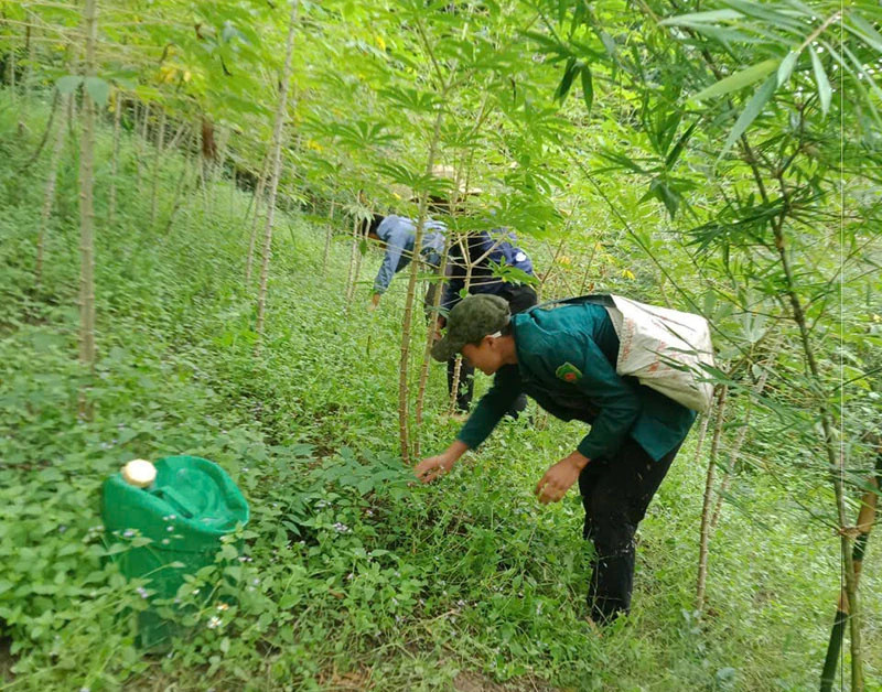 Cây sắn nơi vùng biên