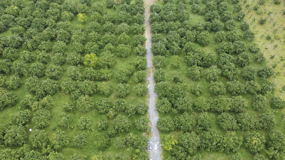 Cây cam trên vùng đất Xuân Bình