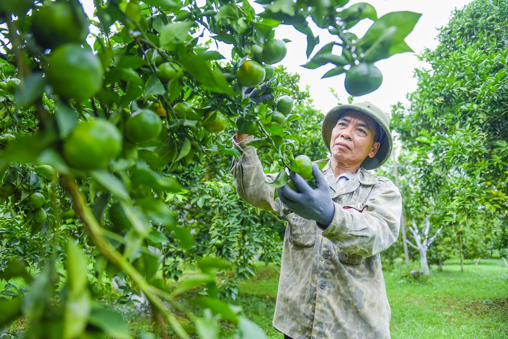 Cây cam trên vùng đất Xuân Bình