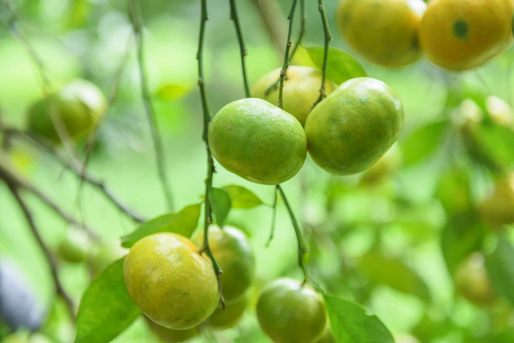 Cây cam trên vùng đất Xuân Bình