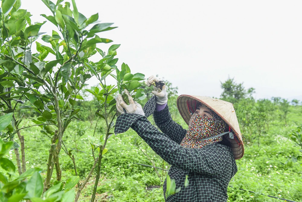 Cây cam trên vùng đất Xuân Bình
