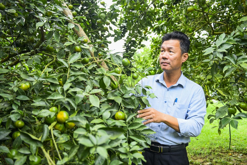 Cây cam trên vùng đất Xuân Bình