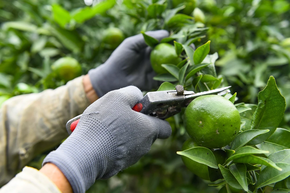 Cây cam trên vùng đất Xuân Bình