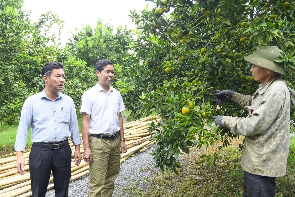 Cây cam trên vùng đất Xuân Bình