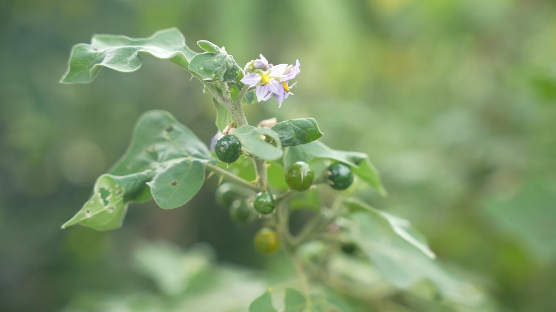 Vị quê hương...