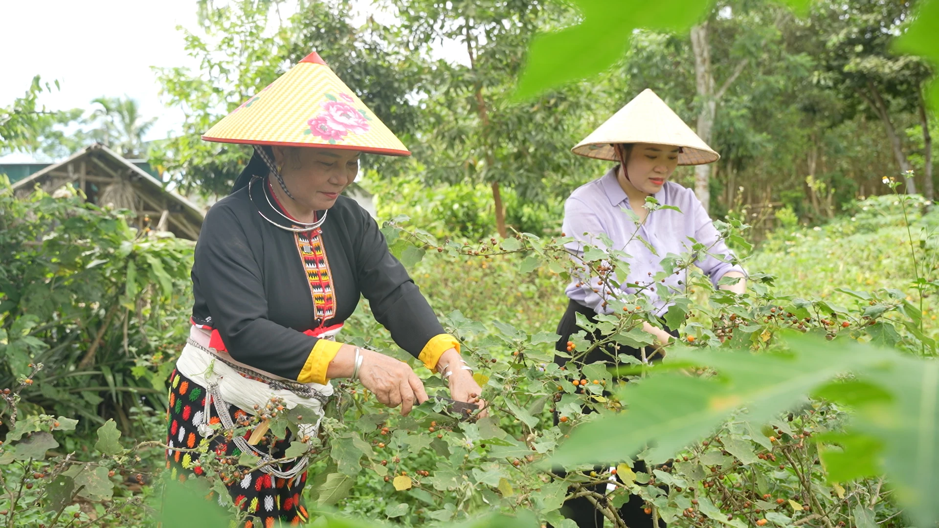 Vị quê hương...