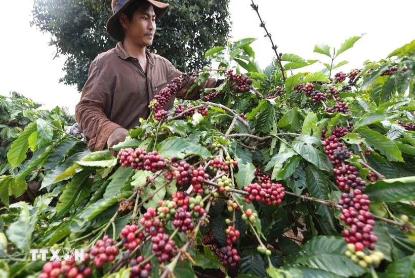 Lễ hội Di sản càphê toàn cầu 2025 - Hành trình gần hai thế kỷ của càphê Việt