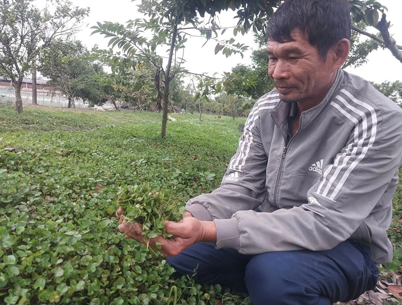 Về những cây trồng hạnh phúc (Bài 1): “Đánh thức” cây trồng bản địa