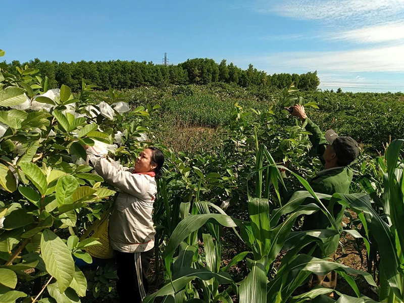 Những người ở lại...