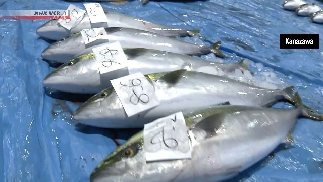 Nhật Bản: Cá cam thượng hạng mùa Đông được bán với giá cao kỷ lục