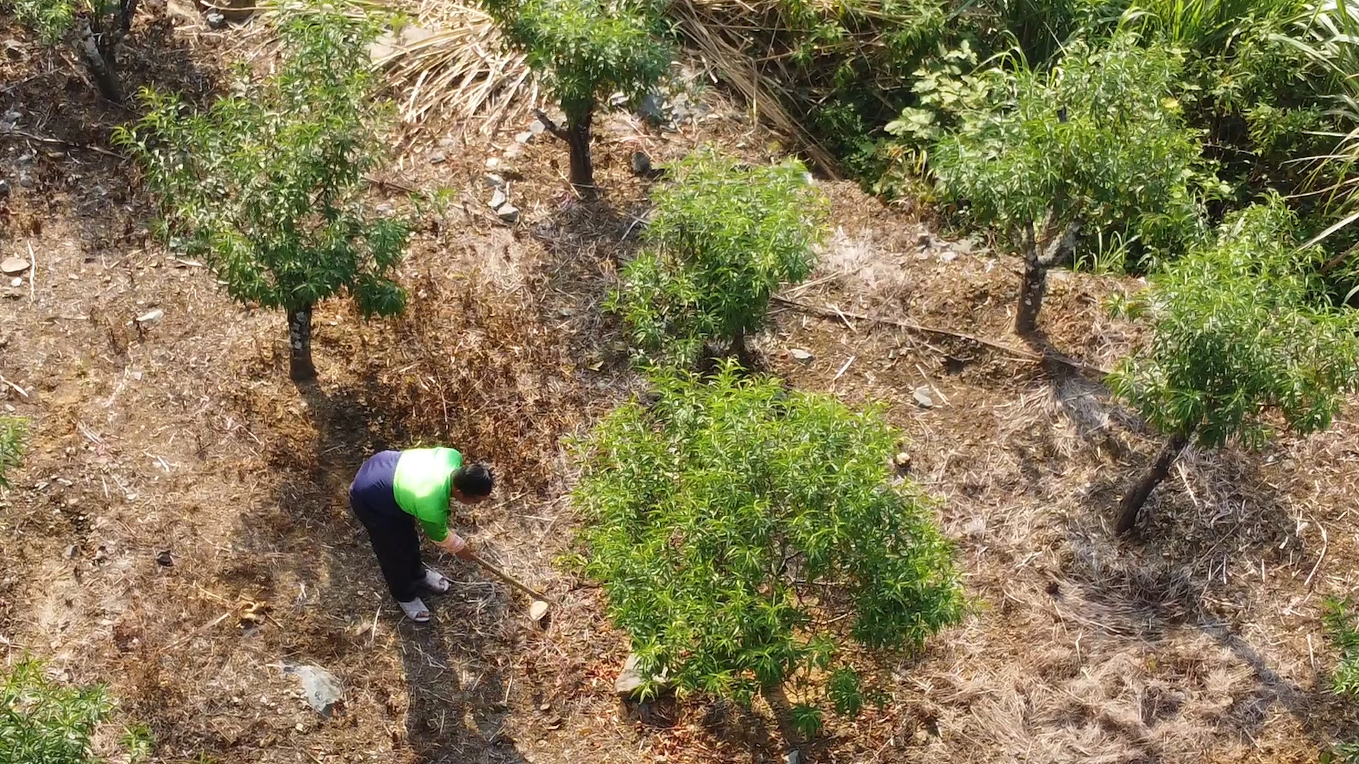 Viết tiếp câu chuyện làm giàu của người Mông