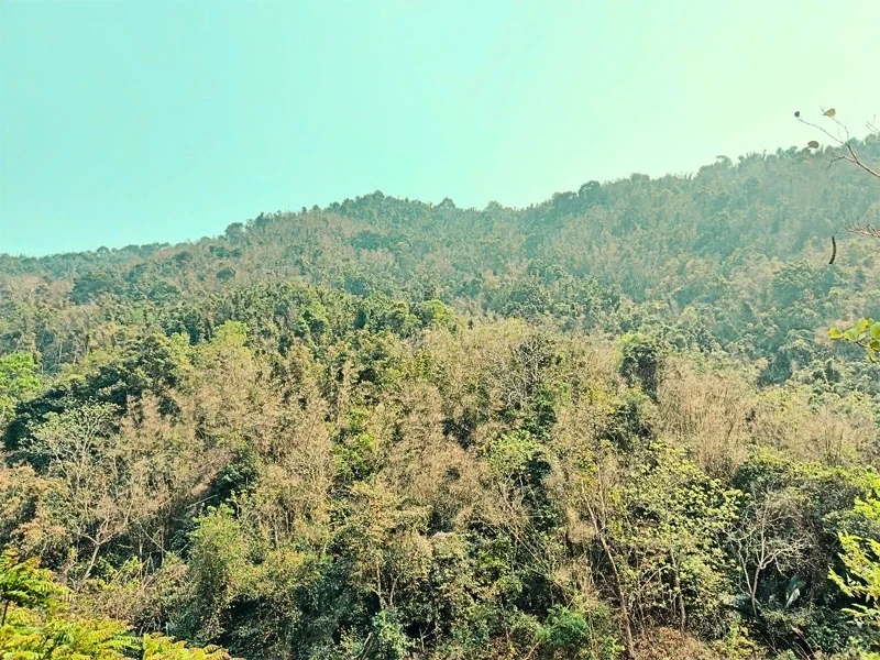 Ban hành cấp dự báo cháy rừng trên địa bàn tỉnh Thanh Hóa