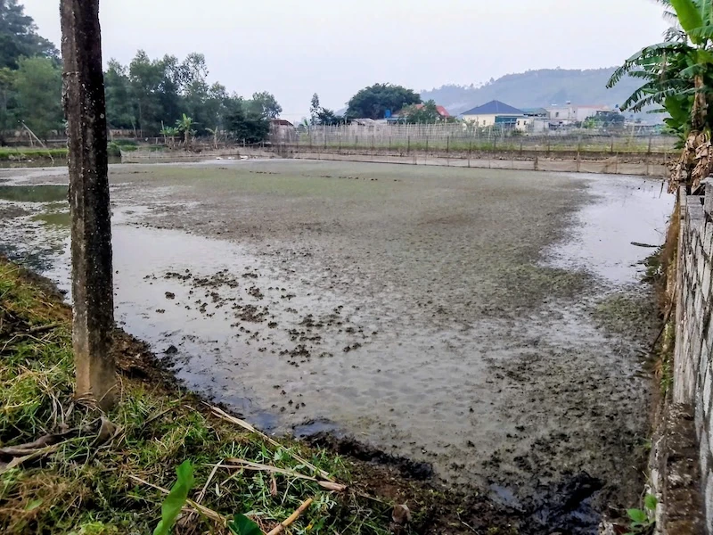 Biến bãi lầy thành trang trại tổng hợp, thu nhập hàng trăm triệu mỗi năm