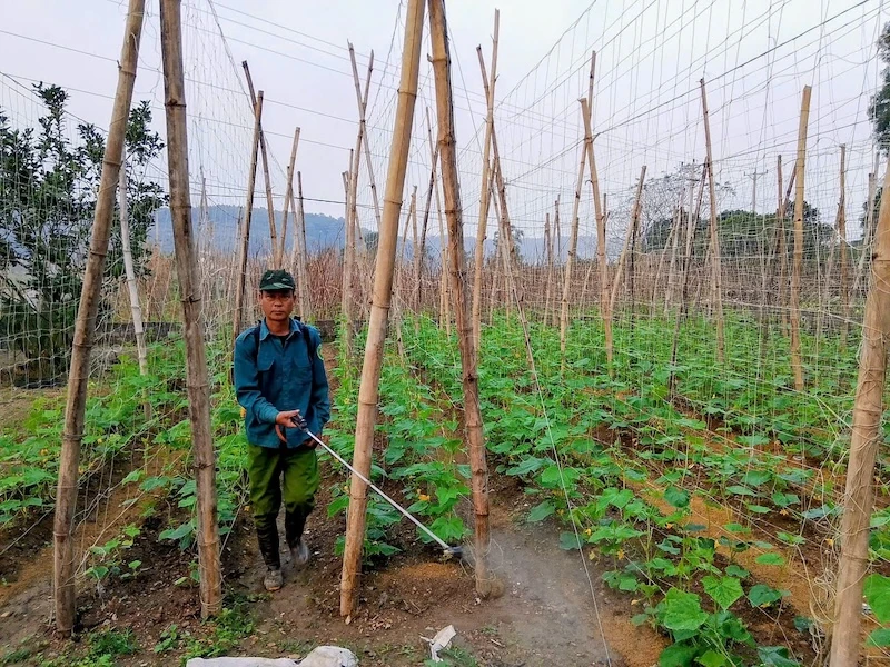 Biến bãi lầy thành trang trại tổng hợp, thu nhập hàng trăm triệu mỗi năm
