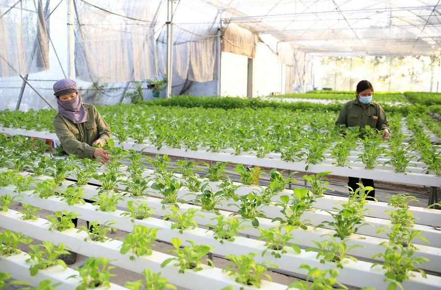 Tặng Bằng khen cho 15 điển hình trong lĩnh vực nông sản an toàn