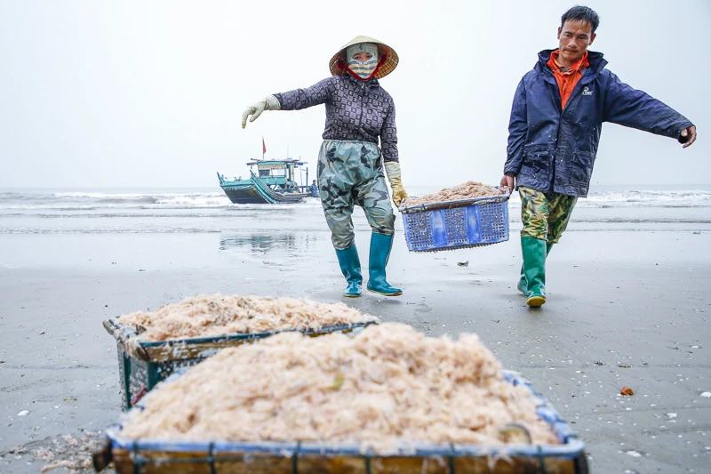 Mùa ruốc biển rộn ràng ở xứ Thanh