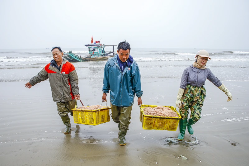 Mùa ruốc biển rộn ràng ở xứ Thanh