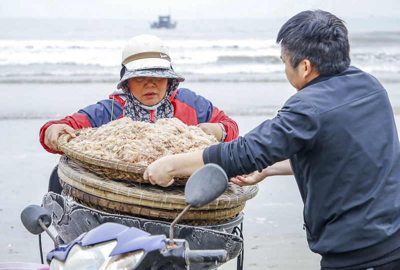 Mùa ruốc biển rộn ràng ở xứ Thanh