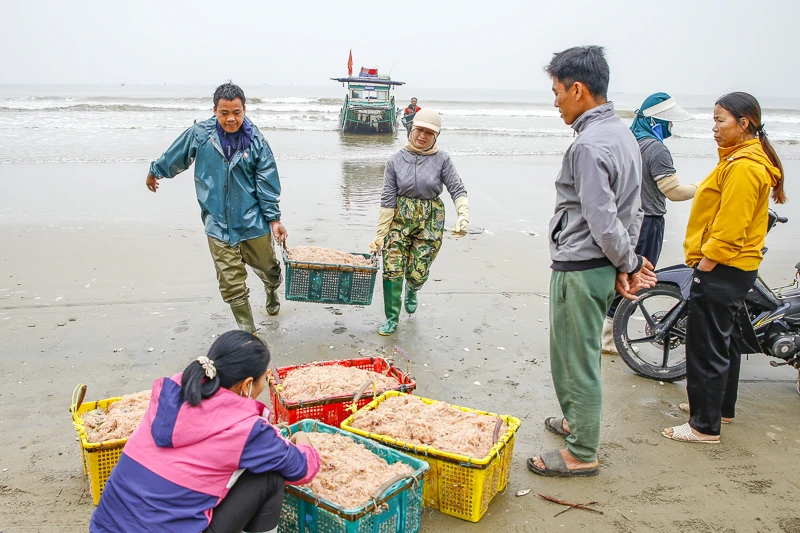 Mùa ruốc biển rộn ràng ở xứ Thanh