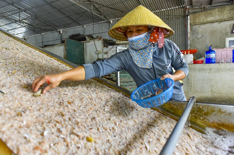 Mùa ruốc biển rộn ràng ở xứ Thanh