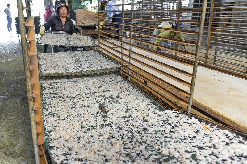 Mùa ruốc biển rộn ràng ở xứ Thanh