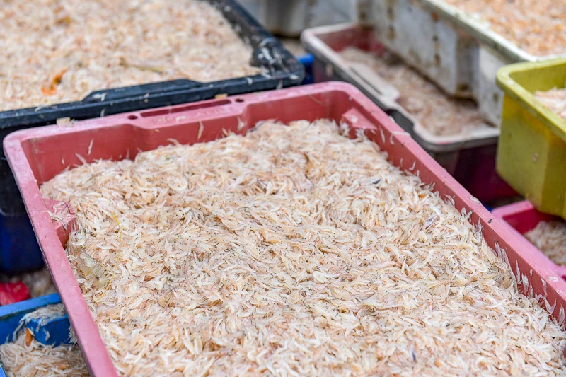 Mùa ruốc biển rộn ràng ở xứ Thanh