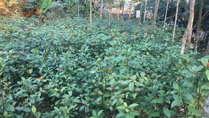 Cây sói rừng ở Pù Luông