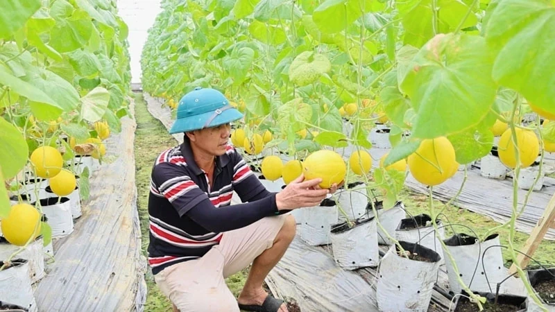 Thanh Hóa phấn đấu thành lập mới 80 HTX nông nghiệp trong giai đoạn 2026-2030