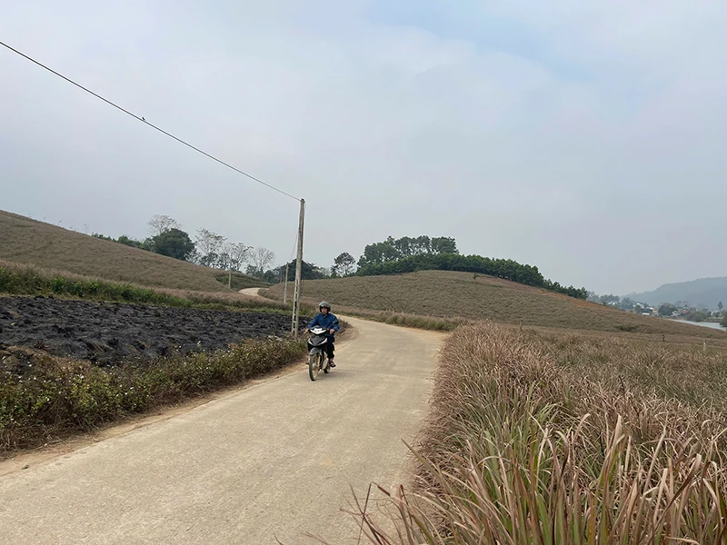 Mùa sả (Bài 3): Nâng tầm giá trị cho cây sả