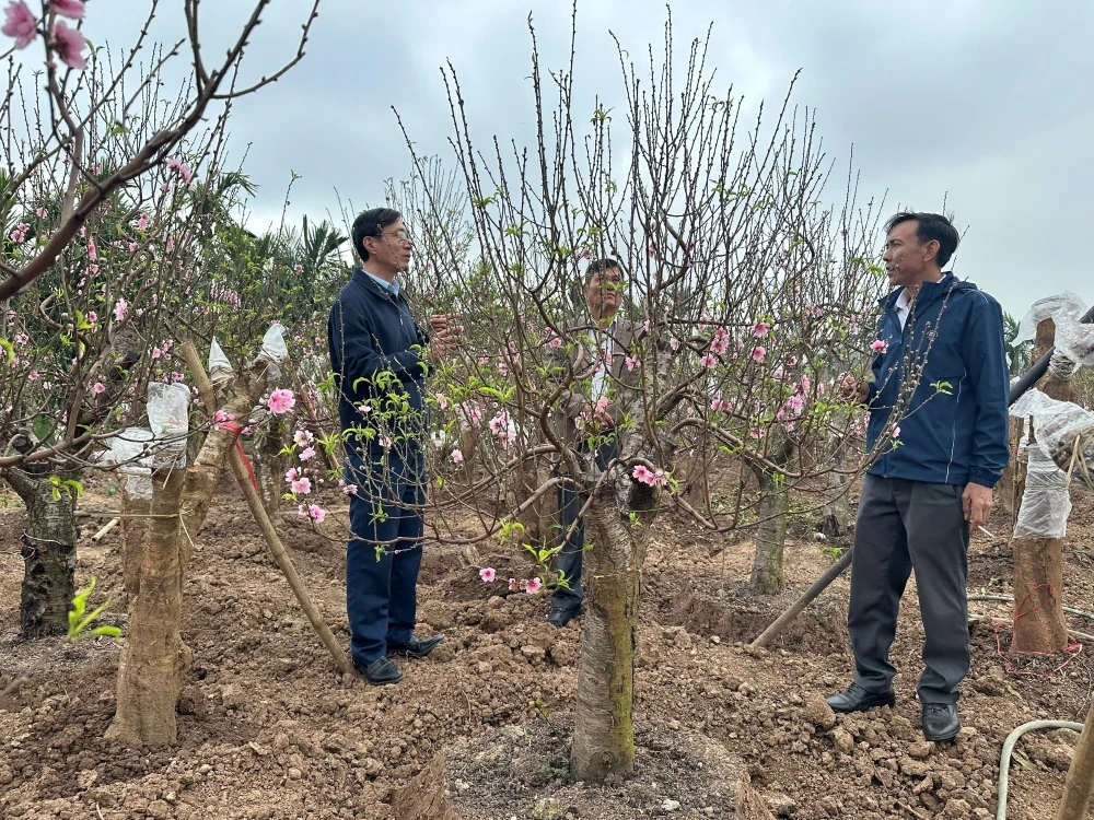 Vùng trồng đào xã Hồ Vương rực rỡ khoe sắc, sẵn sàng phục vụ Tết nguyên đán Bính Ngọ