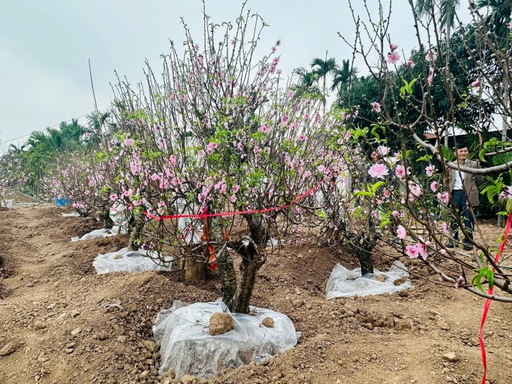 Vùng trồng đào xã Hồ Vương rực rỡ khoe sắc, sẵn sàng phục vụ Tết nguyên đán Bính Ngọ