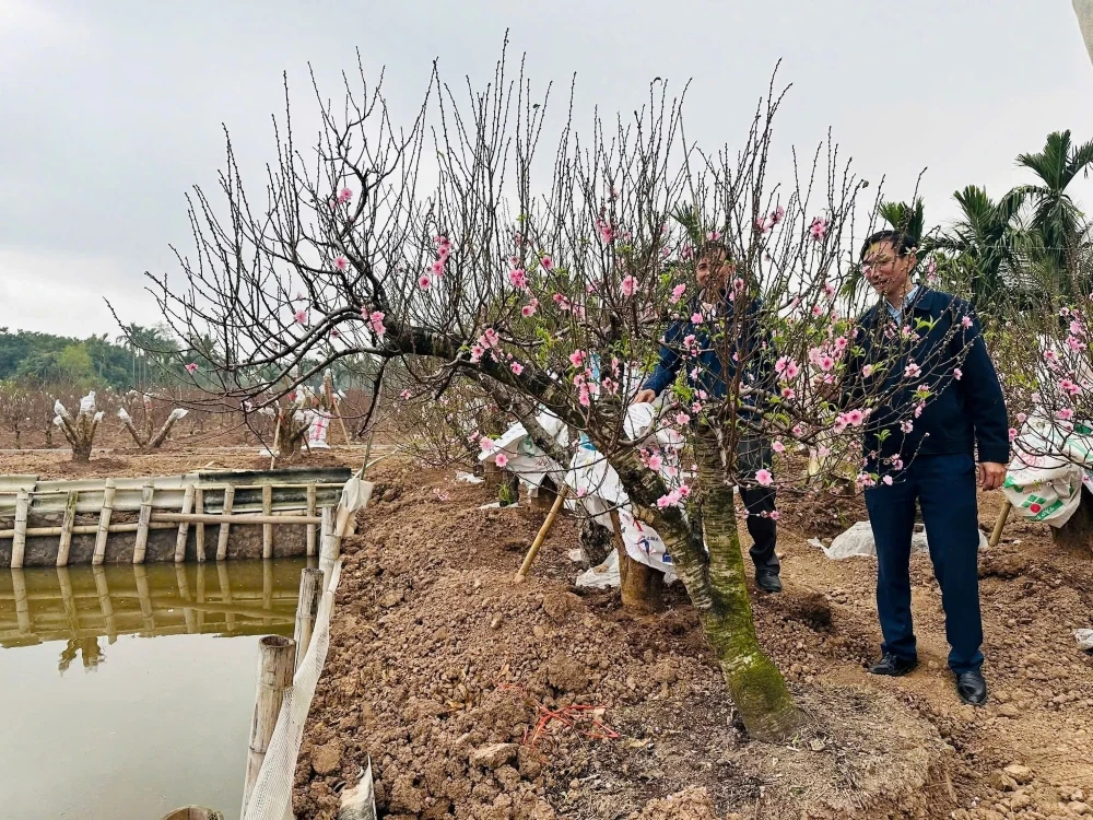 Vùng trồng đào xã Hồ Vương rực rỡ khoe sắc, sẵn sàng phục vụ Tết nguyên đán Bính Ngọ