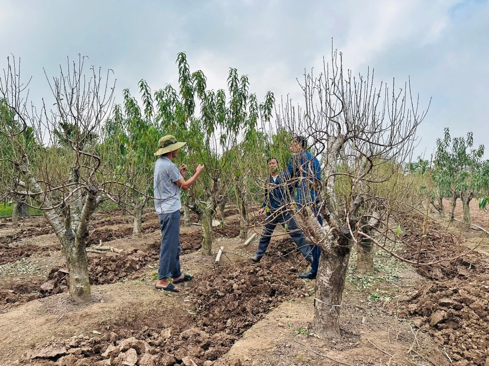 Vùng trồng đào xã Hồ Vương rực rỡ khoe sắc, sẵn sàng phục vụ Tết nguyên đán Bính Ngọ