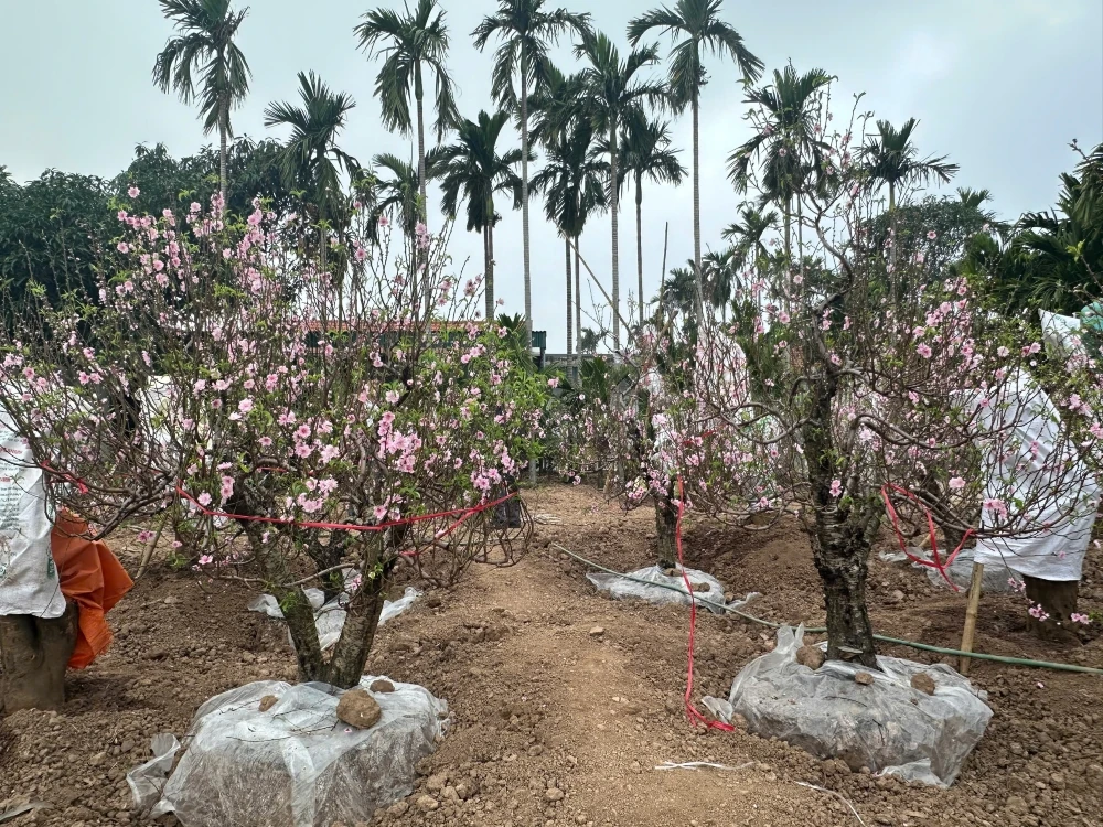 Vùng trồng đào xã Hồ Vương rực rỡ khoe sắc, sẵn sàng phục vụ Tết nguyên đán Bính Ngọ