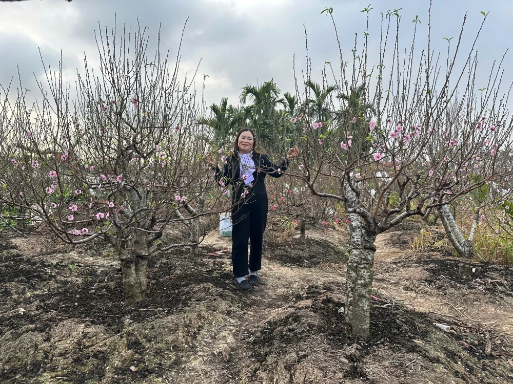 Vùng trồng đào xã Hồ Vương rực rỡ khoe sắc, sẵn sàng phục vụ Tết nguyên đán Bính Ngọ