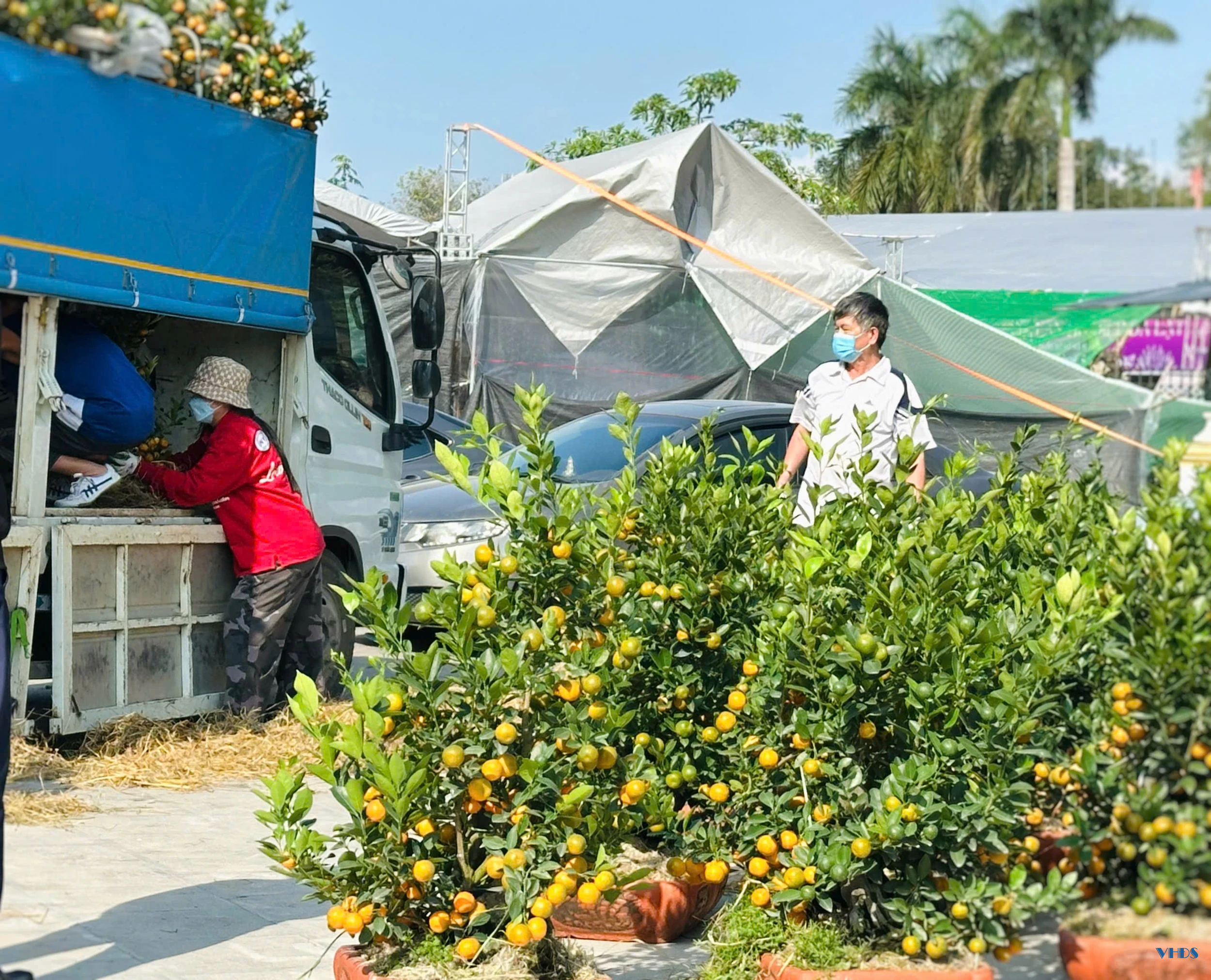 Quất bonsai - Thú chơi Tết của người sành