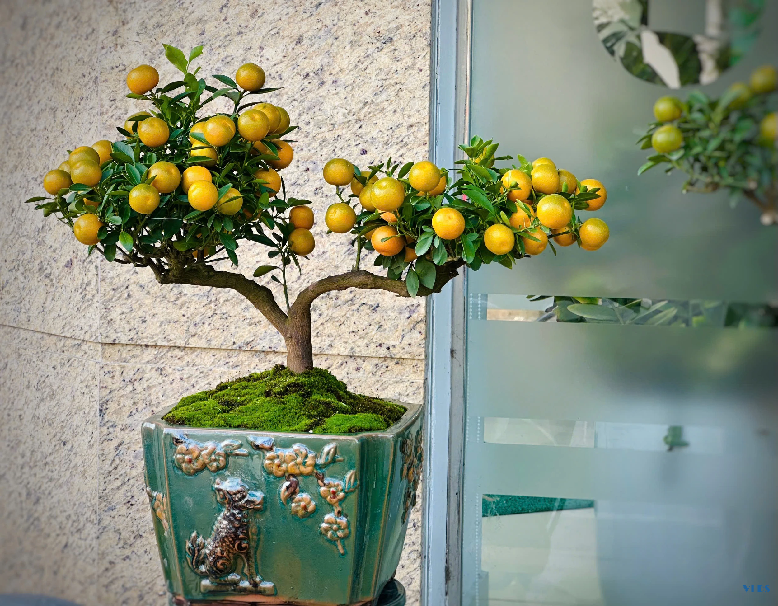 Quất bonsai - Thú chơi Tết của người sành