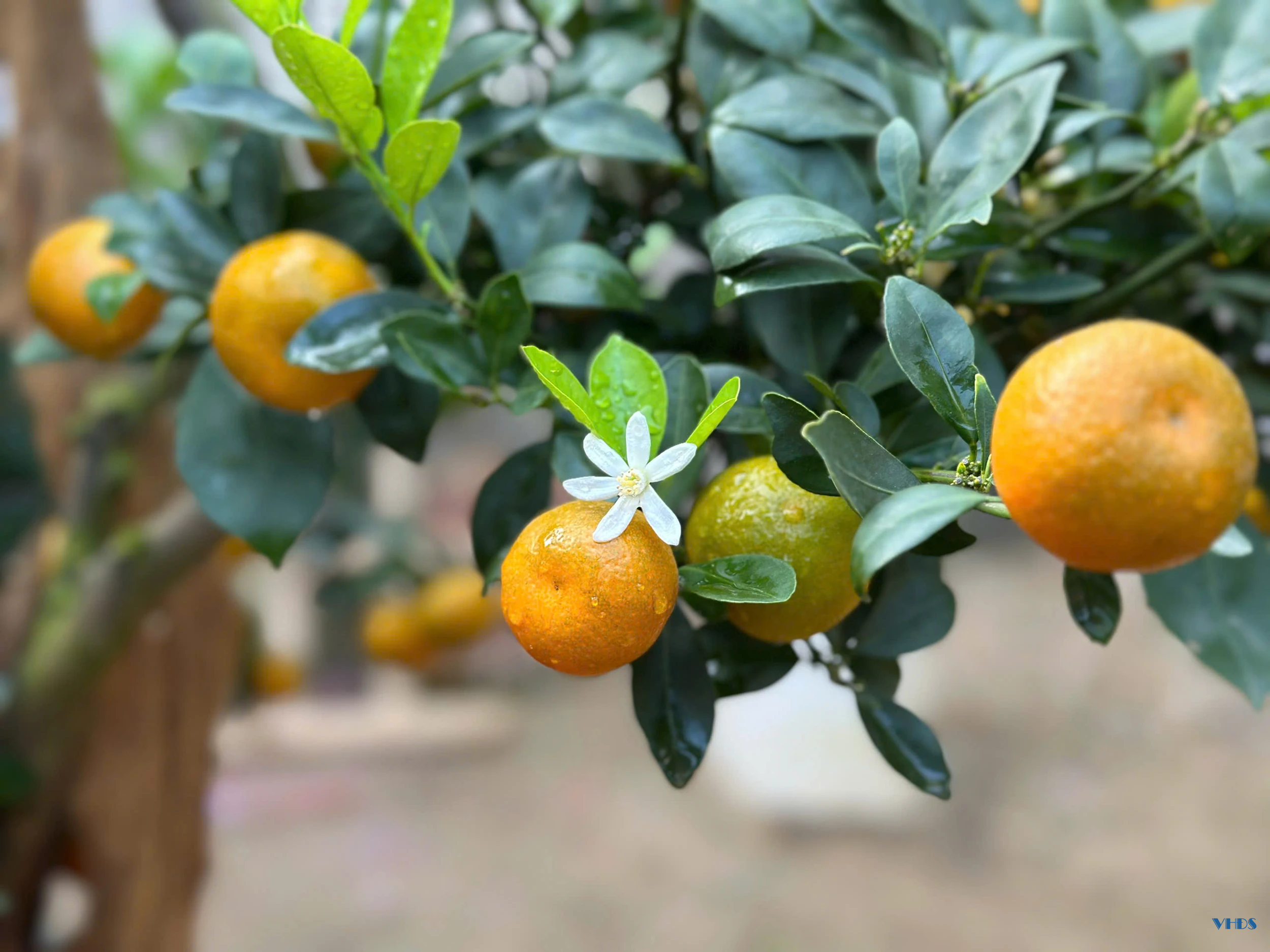 Quất bonsai - Thú chơi Tết của người sành