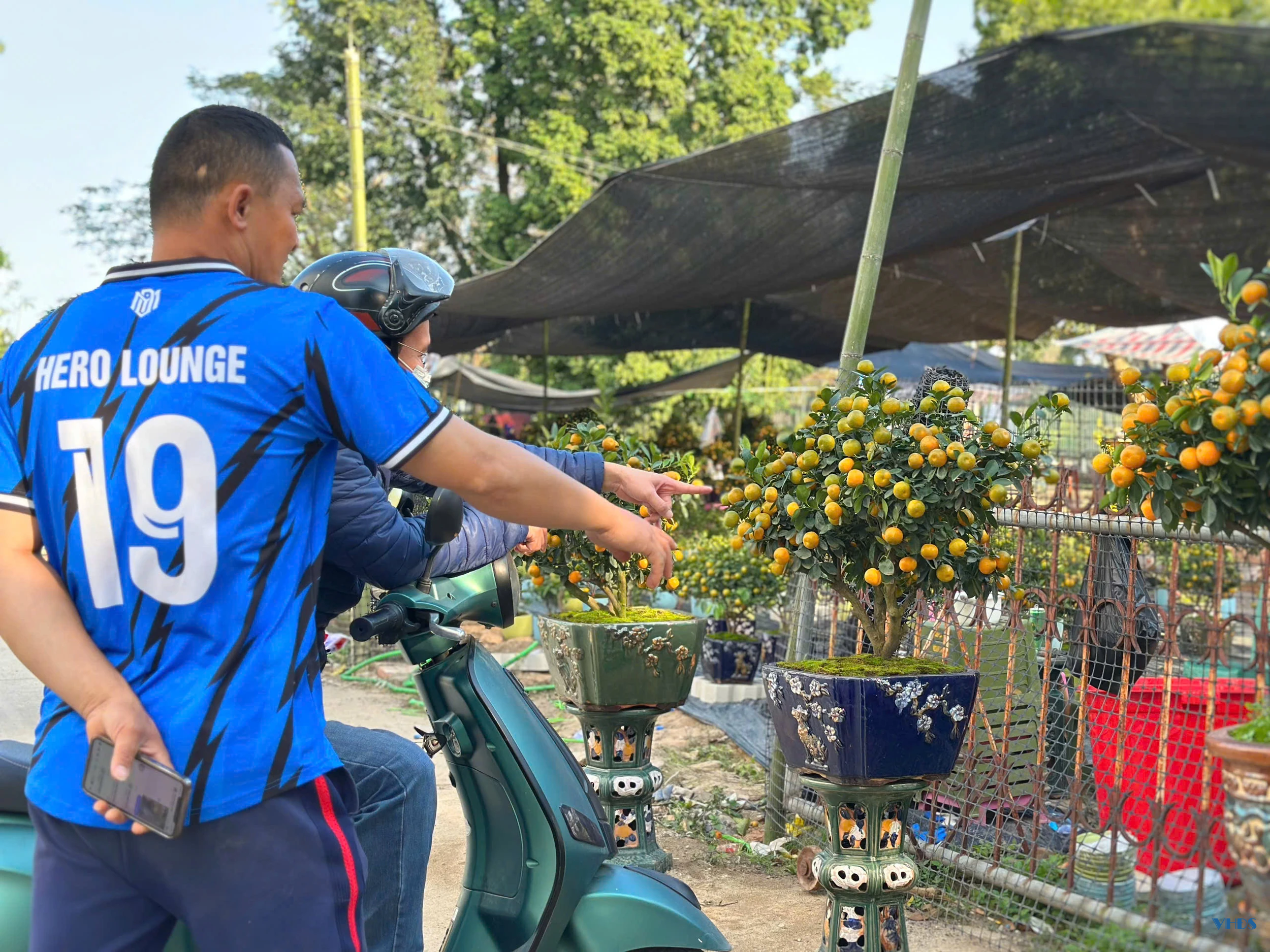 Quất bonsai - Thú chơi Tết của người sành