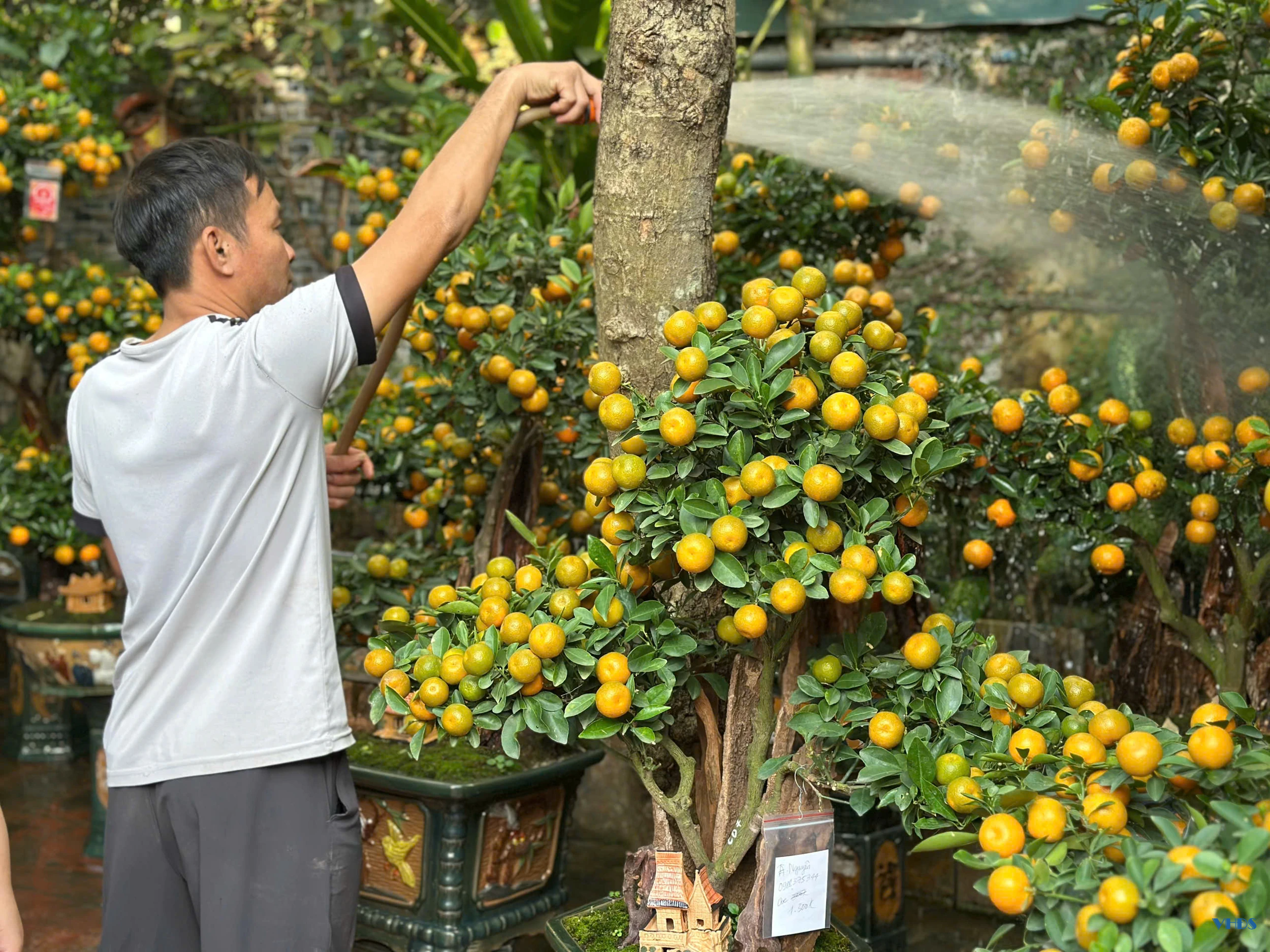 Quất bonsai - Thú chơi Tết của người sành