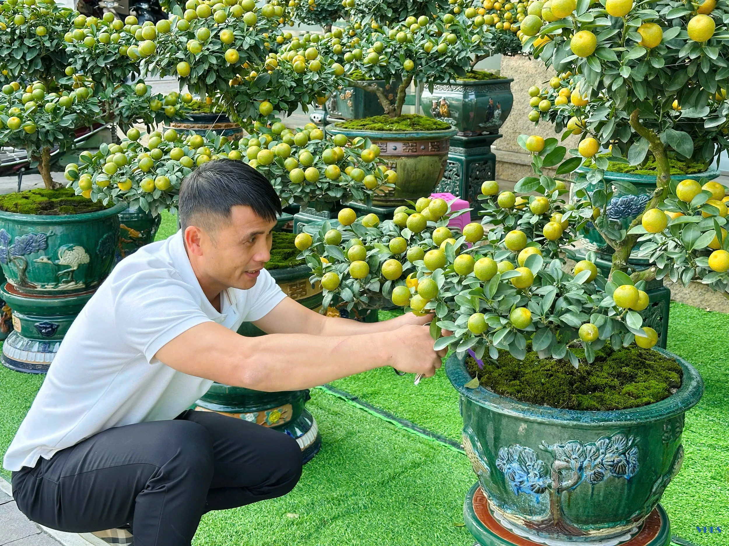 Quất bonsai - Thú chơi Tết của người sành