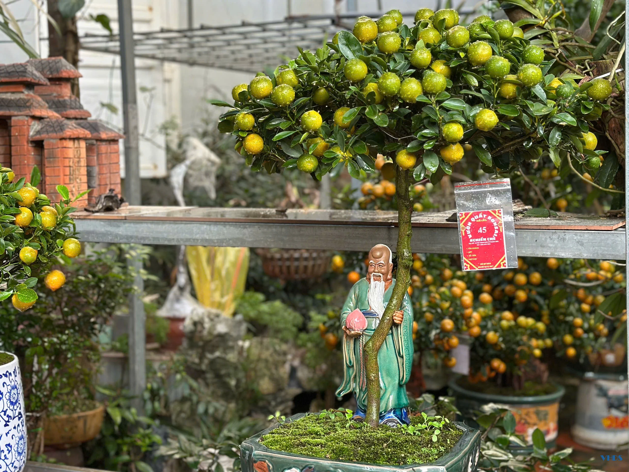 Quất bonsai - Thú chơi Tết của người sành