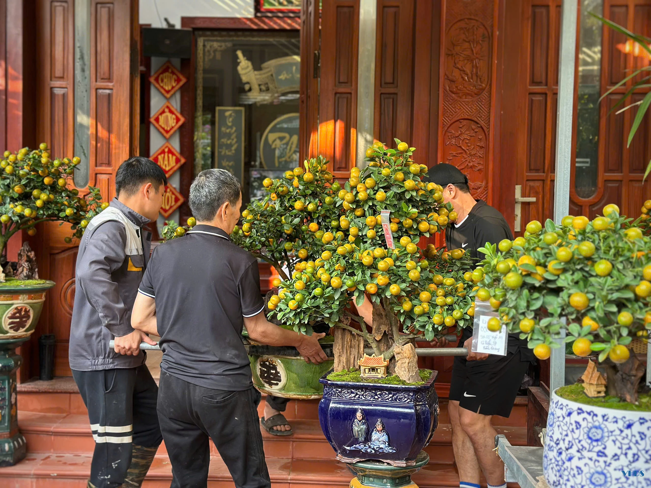 Quất bonsai - Thú chơi Tết của người sành