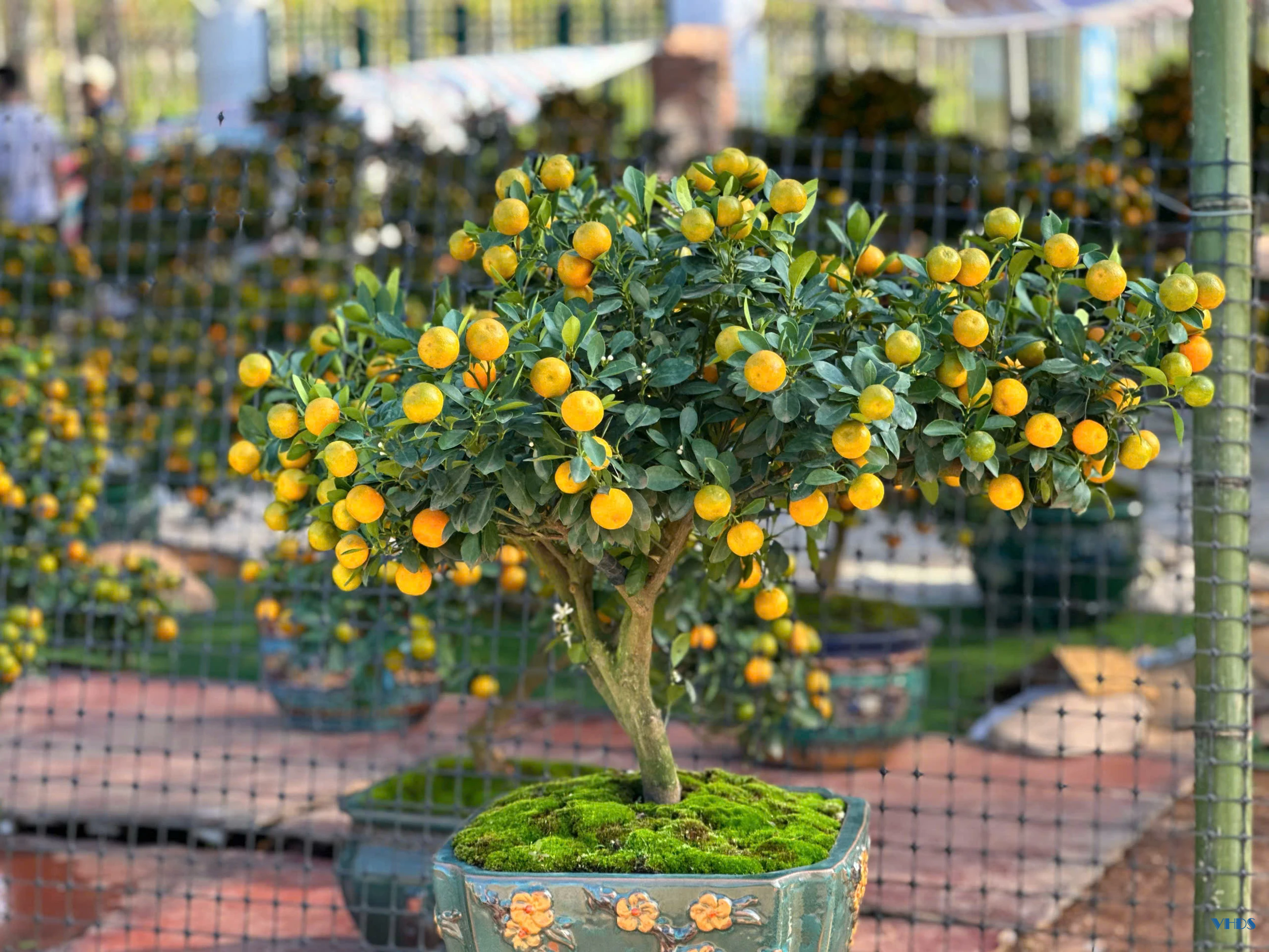 Quất bonsai - Thú chơi Tết của người sành