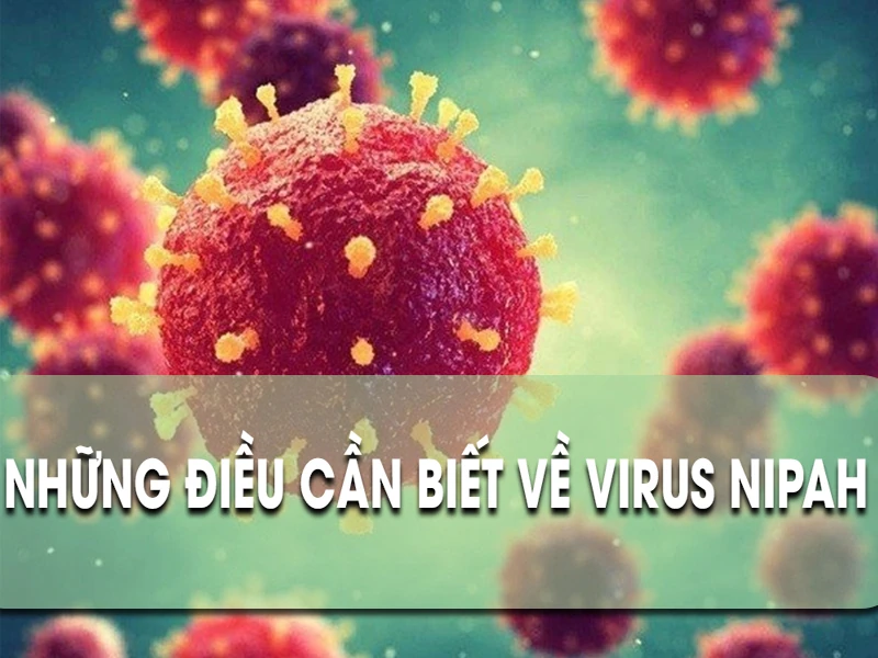 Những điều cần biết về Virus Nipah