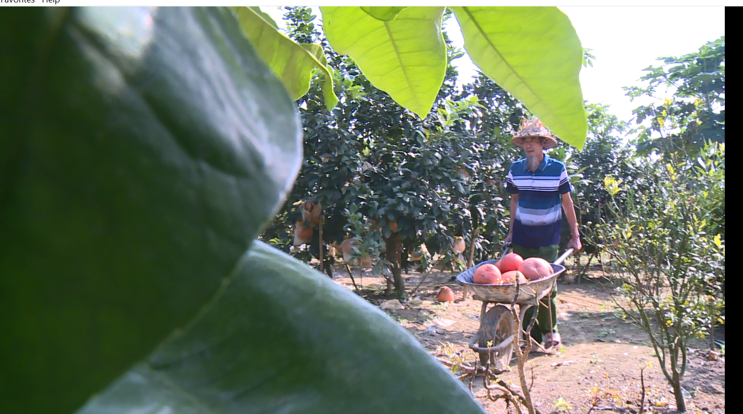 Các nhà vườn chuẩn bị trái cây Tết