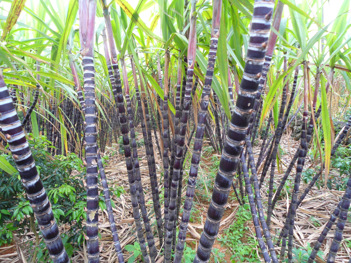 Cây mía tím ngày Tết