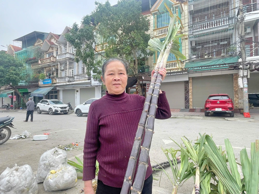 Cây mía tím ngày Tết