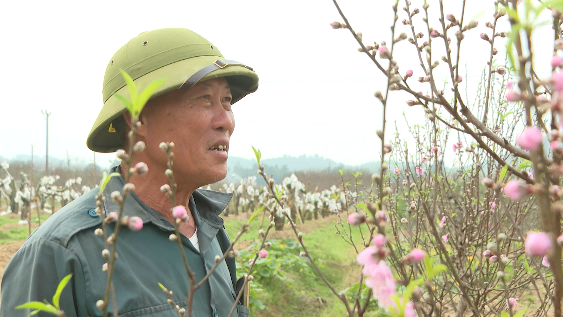 Làm giàu từ cây đào