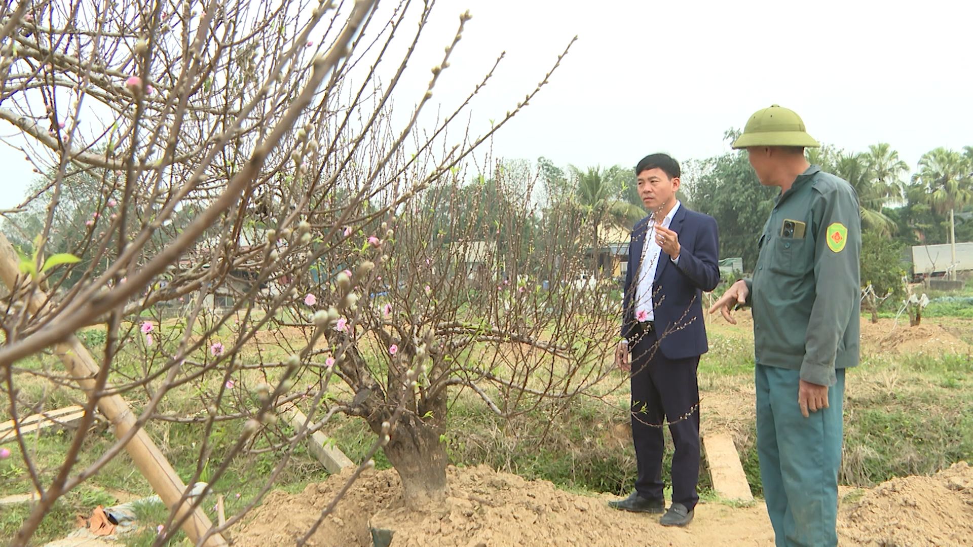 Làm giàu từ cây đào